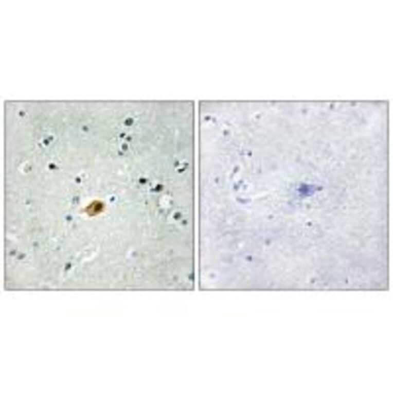 Immunohistochemistry - SOX8/9/17/18 Antibody from Signalway Antibody (33827) - Antibodies.com