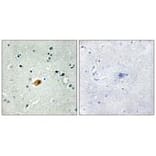 Immunohistochemistry - SOX8/9/17/18 Antibody from Signalway Antibody (33827) - Antibodies.com