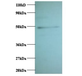 C-C motif chemokine 2 Polyclonal Antibody from Signalway Antibody (42442) - Antibodies.com