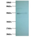 C-C motif chemokine 2 Polyclonal Antibody from Signalway Antibody (42442) - Antibodies.com