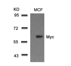 Western blot - Myc (Ab-58) Antibody from Signalway Antibody (21034) - Antibodies.com