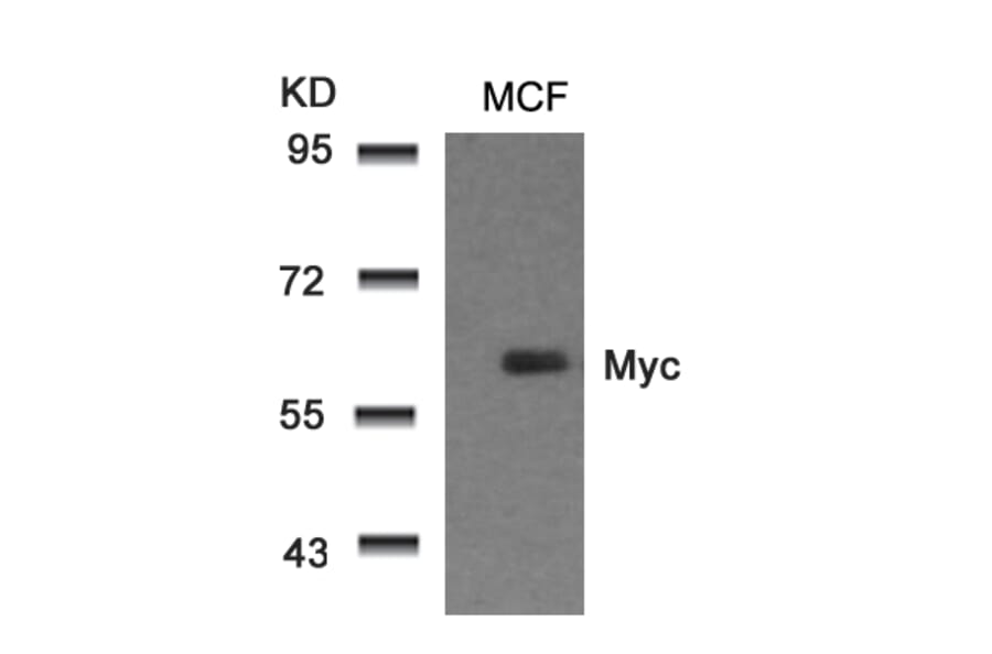 Western blot - Myc (Ab-58) Antibody from Signalway Antibody (21034) - Antibodies.com