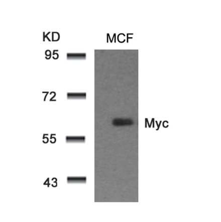 Western blot - Myc (Ab-58) Antibody from Signalway Antibody (21034) - Antibodies.com