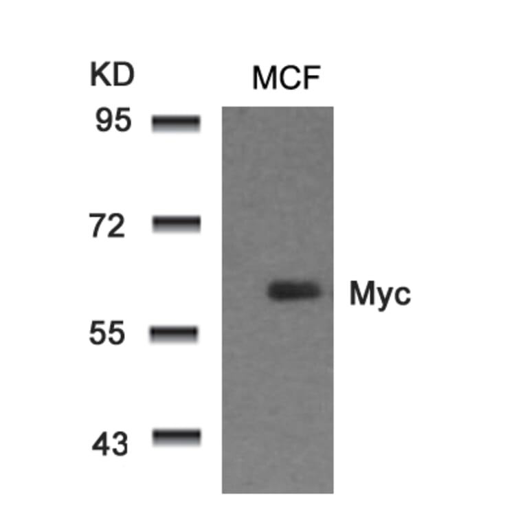 Western blot - Myc (Ab-58) Antibody from Signalway Antibody (21034) - Antibodies.com