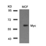 Western blot - Myc (Ab-58) Antibody from Signalway Antibody (21034) - Antibodies.com