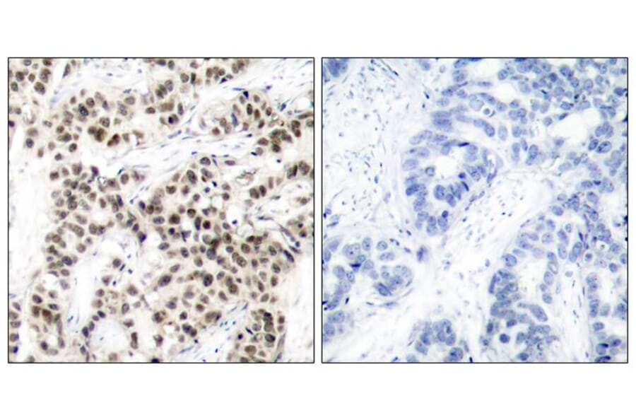 Immunohistochemistry - Myc (Ab-58) Antibody from Signalway Antibody (21034) - Antibodies.com