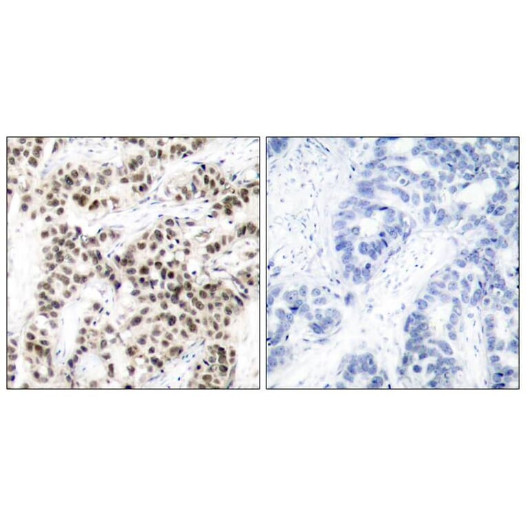 Immunohistochemistry - Myc (Ab-58) Antibody from Signalway Antibody (21034) - Antibodies.com