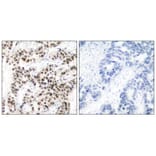 Immunohistochemistry - Myc (Ab-58) Antibody from Signalway Antibody (21034) - Antibodies.com