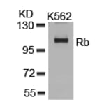 Western blot - Rb (Ab-807) Antibody from Signalway Antibody (21109) - Antibodies.com