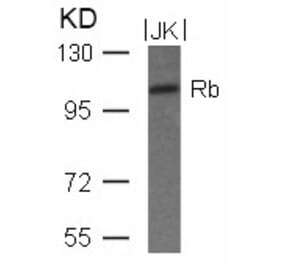 Western blot - Rb (Ab-780) Antibody from Signalway Antibody (21110) - Antibodies.com