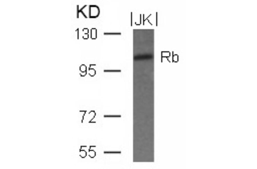 Western blot - Rb (Ab-780) Antibody from Signalway Antibody (21110) - Antibodies.com