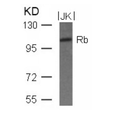 Western blot - Rb (Ab-780) Antibody from Signalway Antibody (21110) - Antibodies.com