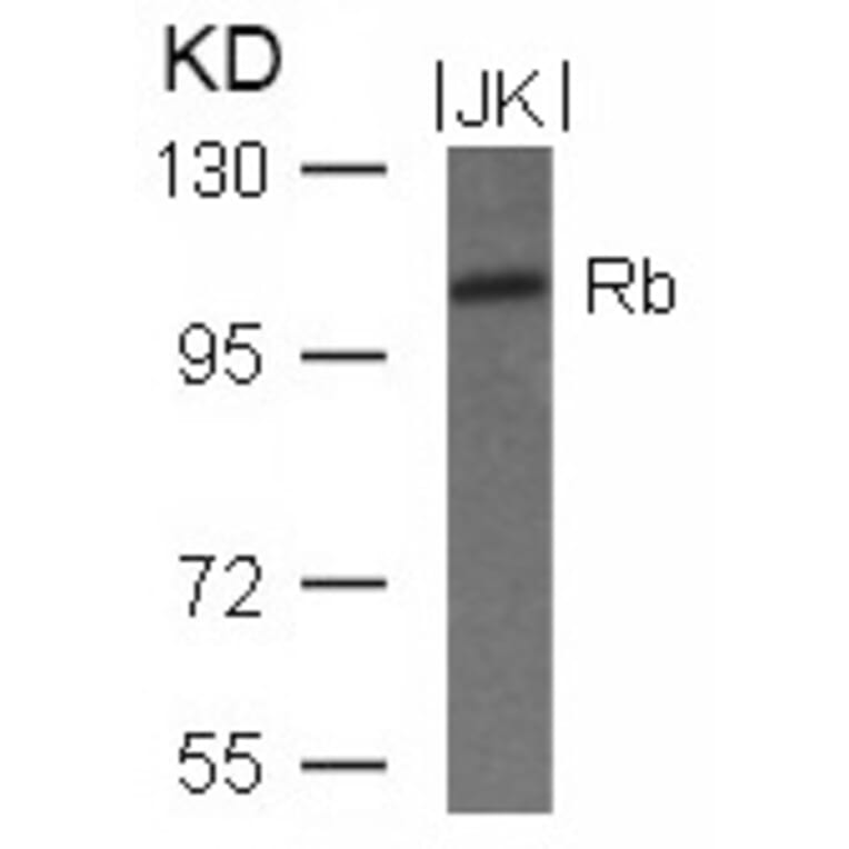 Western blot - Rb (Ab-780) Antibody from Signalway Antibody (21110) - Antibodies.com