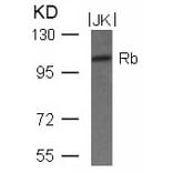 Western blot - Rb (Ab-780) Antibody from Signalway Antibody (21110) - Antibodies.com