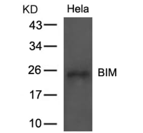 Western blot - BIM (Ab-69) Antibody from Signalway Antibody (21280) - Antibodies.com