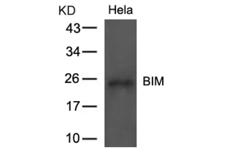 Western blot - BIM (Ab-69) Antibody from Signalway Antibody (21280) - Antibodies.com