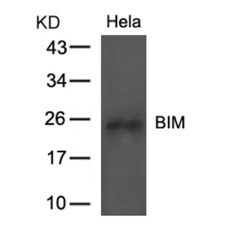 Western blot - BIM (Ab-69) Antibody from Signalway Antibody (21280) - Antibodies.com