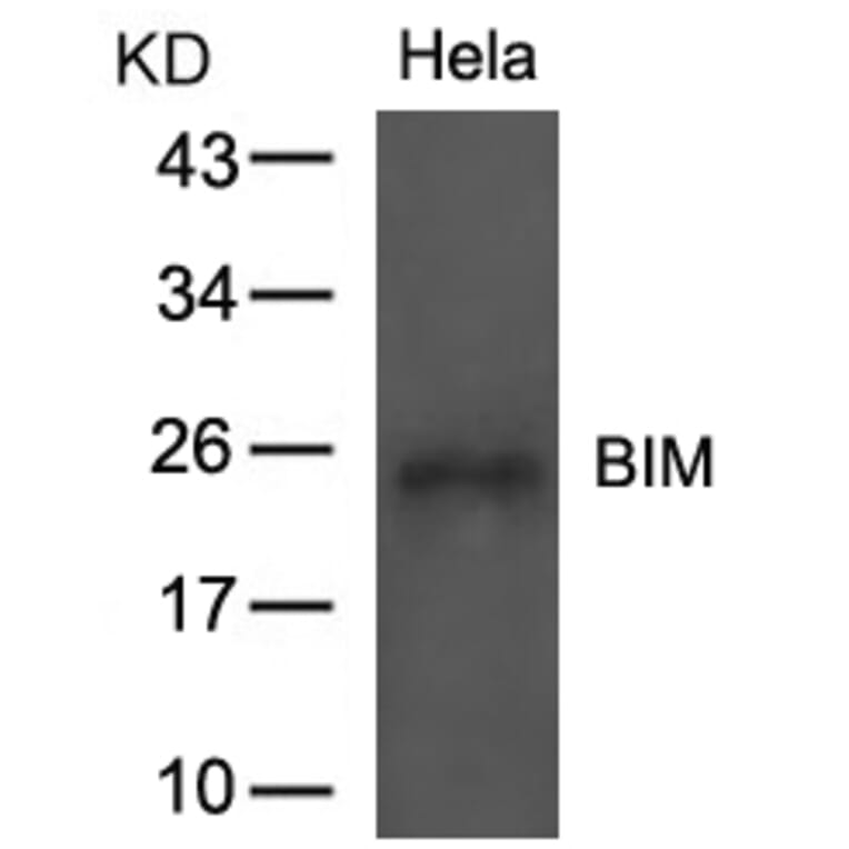 Western blot - BIM (Ab-69) Antibody from Signalway Antibody (21280) - Antibodies.com