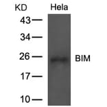 Western blot - BIM (Ab-69) Antibody from Signalway Antibody (21280) - Antibodies.com