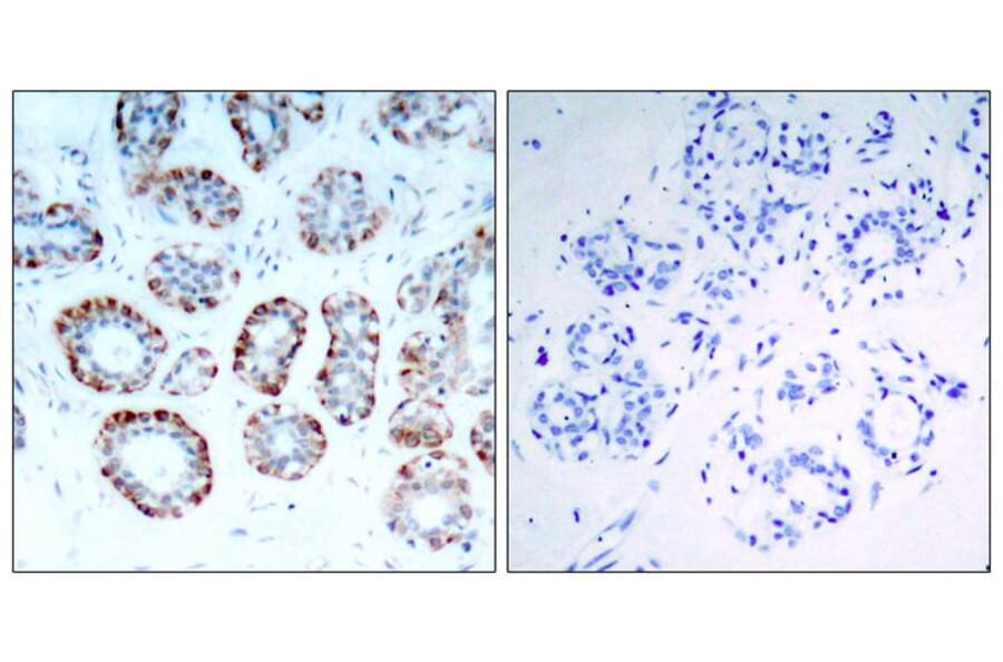 Immunohistochemistry - BIM (Ab-69) Antibody from Signalway Antibody (21280) - Antibodies.com