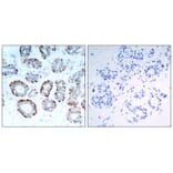 Immunohistochemistry - BIM (Ab-69) Antibody from Signalway Antibody (21280) - Antibodies.com