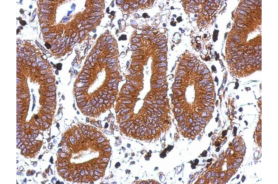 Immunohistochemistry - Tetraspan 1 antibody from Signalway Antibody (22048) - Antibodies.com