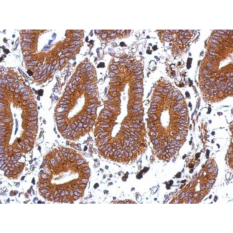 Immunohistochemistry - Tetraspan 1 antibody from Signalway Antibody (22048) - Antibodies.com