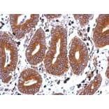 Immunohistochemistry - Tetraspan 1 antibody from Signalway Antibody (22048) - Antibodies.com
