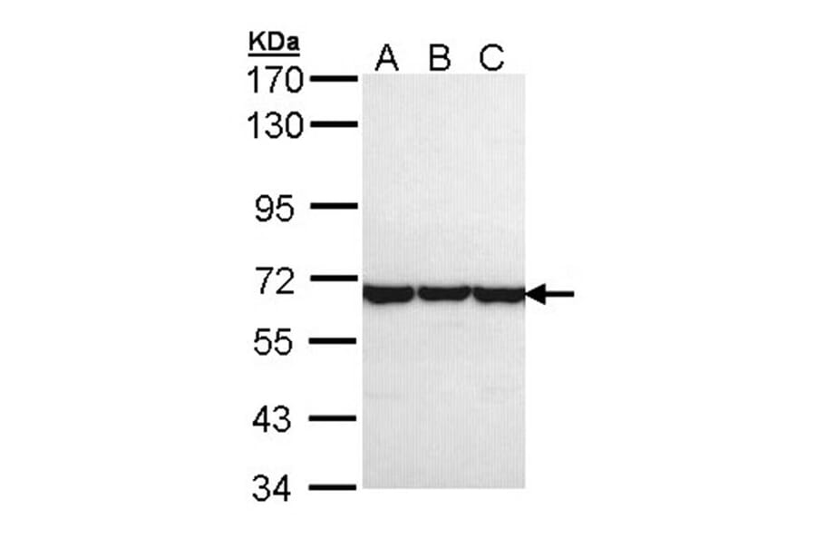 TCP-1 theta antibody from Signalway Antibody (22412) - Antibodies.com