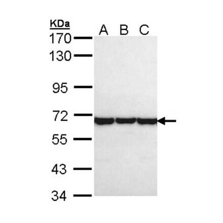TCP-1 theta antibody from Signalway Antibody (22412) - Antibodies.com