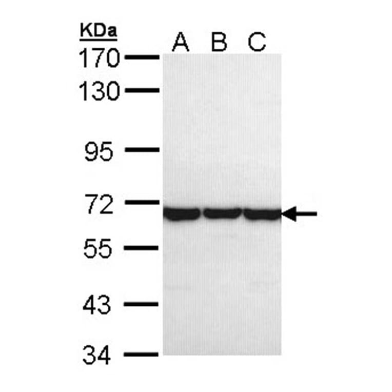 TCP-1 theta antibody from Signalway Antibody (22412) - Antibodies.com
