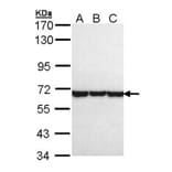 TCP-1 theta antibody from Signalway Antibody (22412) - Antibodies.com