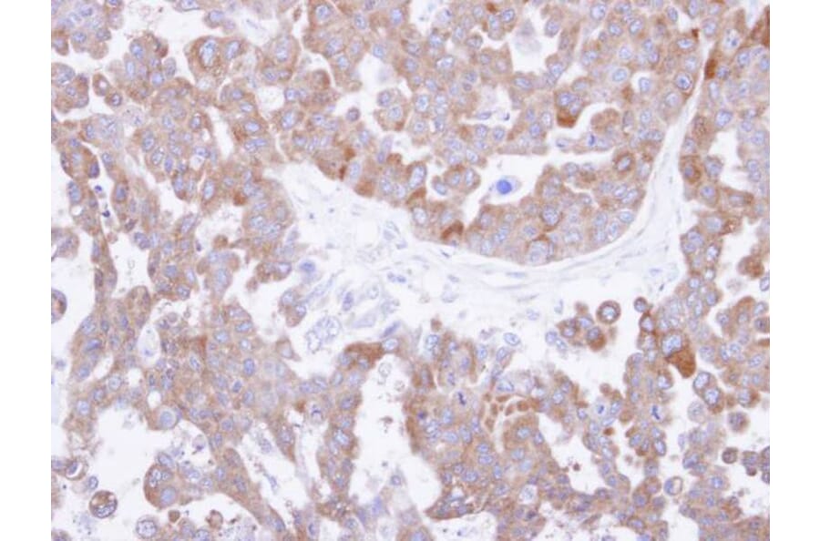 Immunohistochemistry - TCP-1 theta antibody from Signalway Antibody (22412) - Antibodies.com
