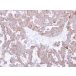Immunohistochemistry - TCP-1 theta antibody from Signalway Antibody (22412) - Antibodies.com