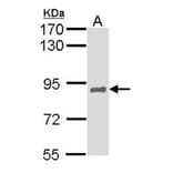 HNF-1 alpha antibody from Signalway Antibody (22684) - Antibodies.com