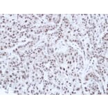 Immunohistochemistry - HNF-1 alpha antibody from Signalway Antibody (22684) - Antibodies.com