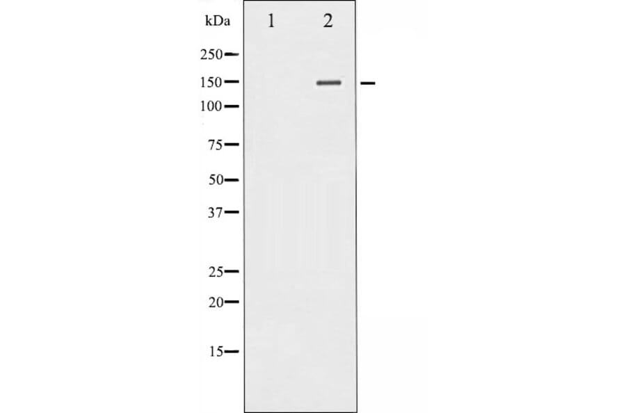 Western blot - PLC gamma 1 Antibody from Signalway Antibody (29227) - Antibodies.com