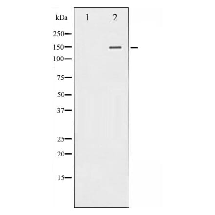 Western blot - PLC gamma 1 Antibody from Signalway Antibody (29227) - Antibodies.com