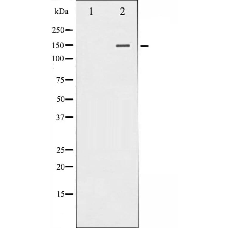 Western blot - PLC gamma 1 Antibody from Signalway Antibody (29227) - Antibodies.com
