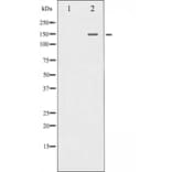 Western blot - PLC gamma 1 Antibody from Signalway Antibody (29227) - Antibodies.com