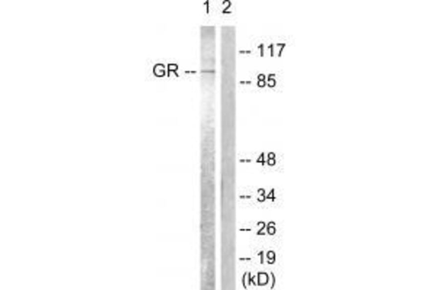 Western blot - GR (Ab-226) Antibody from Signalway Antibody (33132) - Antibodies.com