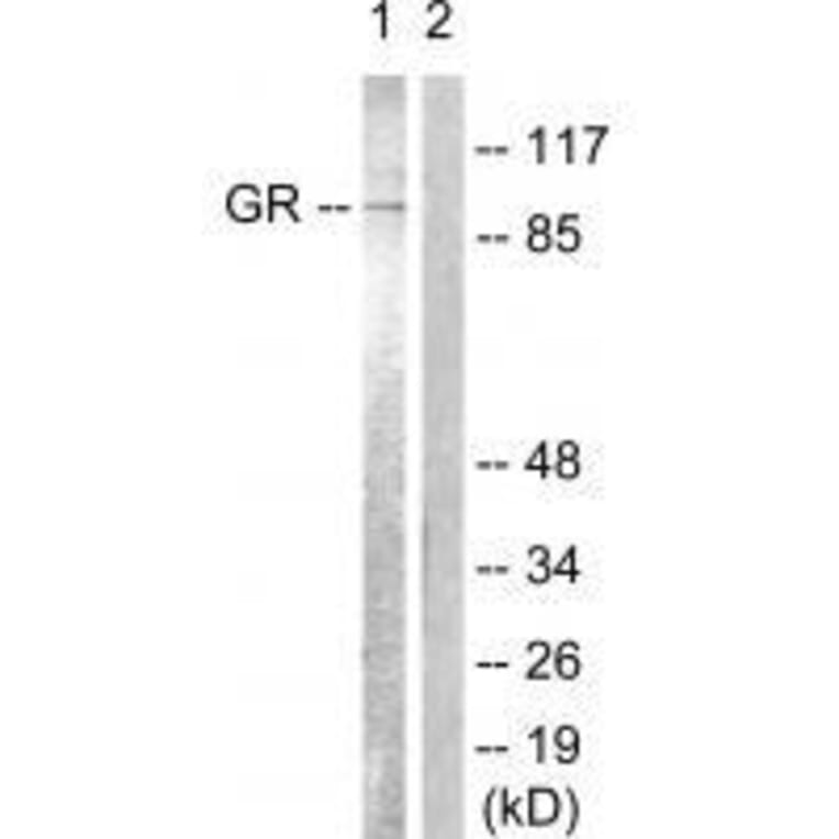 Western blot - GR (Ab-226) Antibody from Signalway Antibody (33132) - Antibodies.com