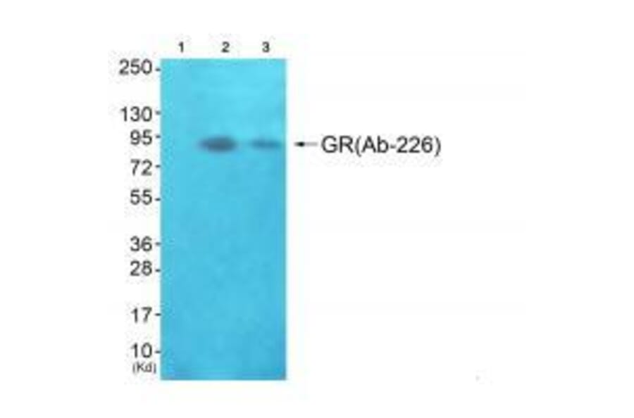 Western blot - GR (Ab-226) Antibody from Signalway Antibody (33132) - Antibodies.com
