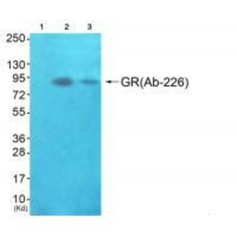 Western blot - GR (Ab-226) Antibody from Signalway Antibody (33132) - Antibodies.com