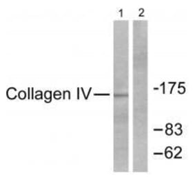 Western blot - Collagen IV Antibody from Signalway Antibody (33342) - Antibodies.com