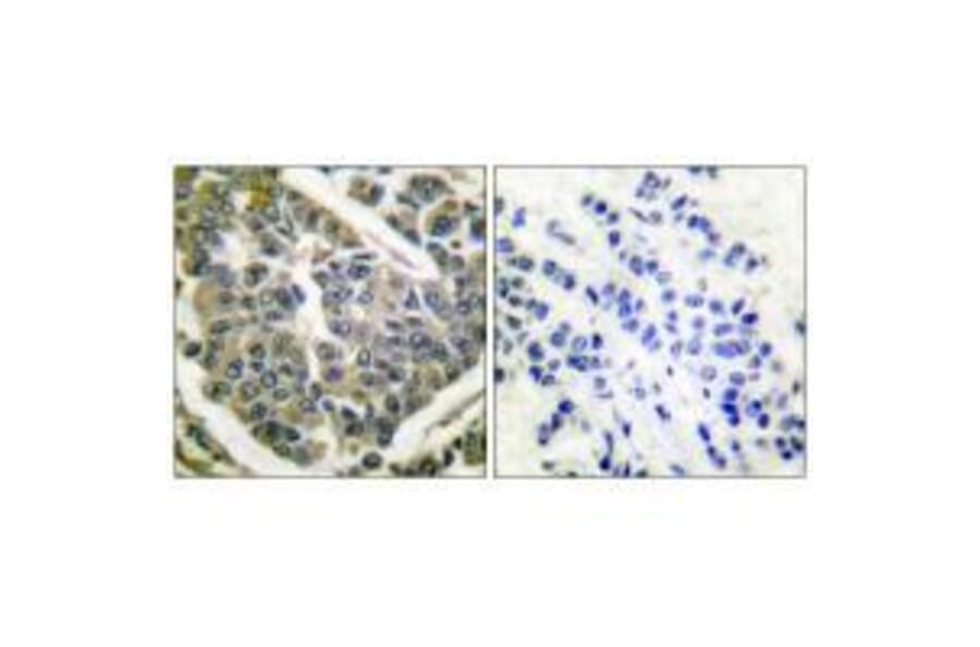 Immunohistochemistry - Collagen IV Antibody from Signalway Antibody (33342) - Antibodies.com