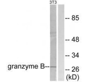 Western blot - Granzyme B Antibody from Signalway Antibody (33394) - Antibodies.com