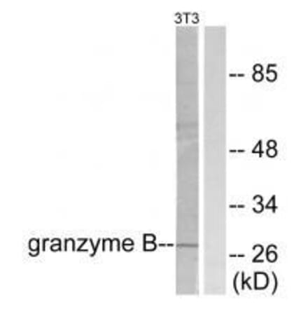 Western blot - Granzyme B Antibody from Signalway Antibody (33394) - Antibodies.com