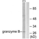 Western blot - Granzyme B Antibody from Signalway Antibody (33394) - Antibodies.com