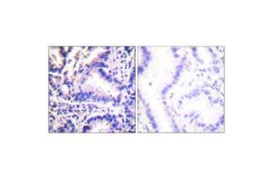 Immunohistochemistry - Synuclein γ Antibody from Signalway Antibody (33493) - Antibodies.com